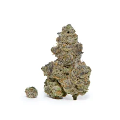 Experience London Lemonade by PBMJ Farms: a top shelf sativa with 31% THC. Bright citrus flavor and uplifting effects in a full ounce.