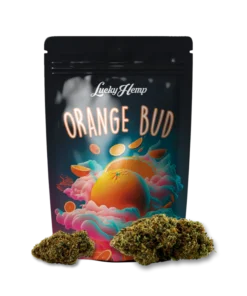 Orange Bud 3.5g Limited Pack offers a sweet citrus aroma and balanced effects in premium packaging. Try this classic strain now at Bubatz Europa.